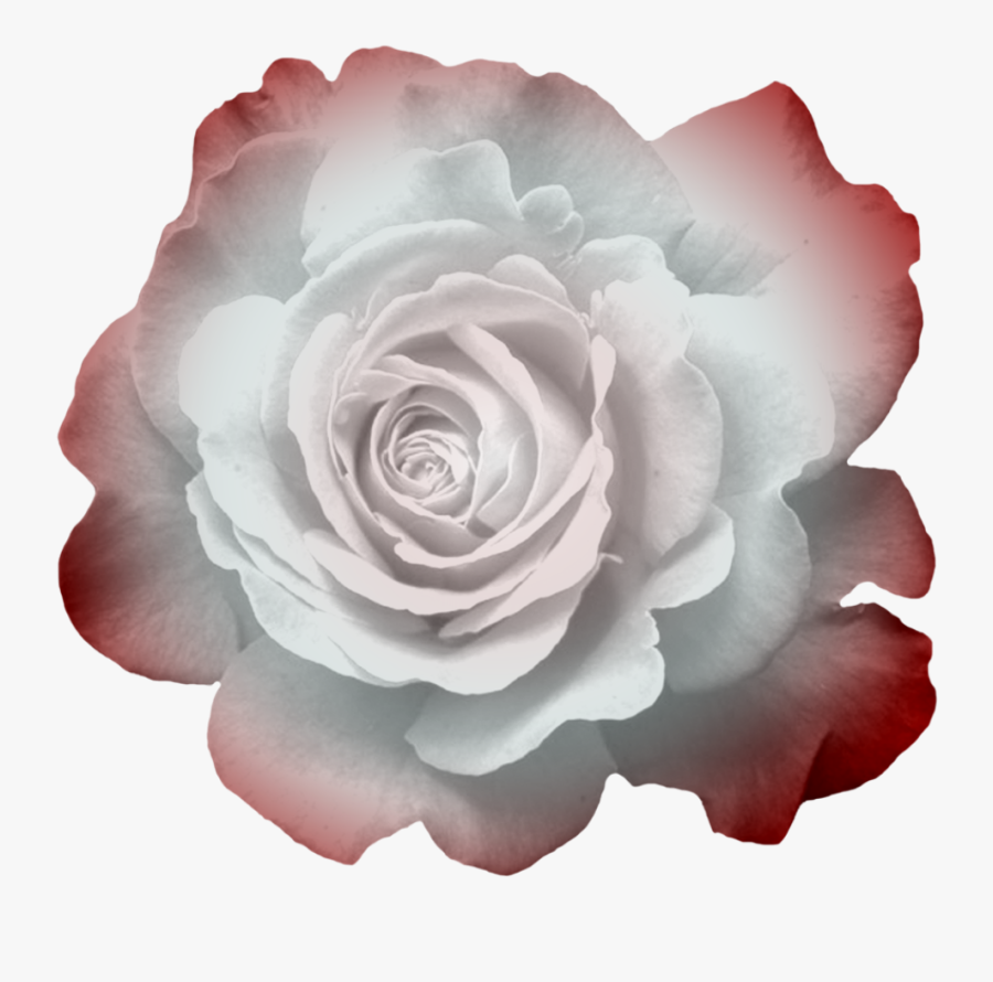 Transparent Flowers, Button Flowers, Clip Art, Photoshop, - Fuchsia Rose Transparent Background, Transparent Clipart