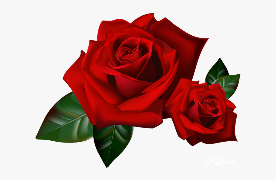 Rose Animation Youtube - Transparent Border Red Rose, Transparent Clipart