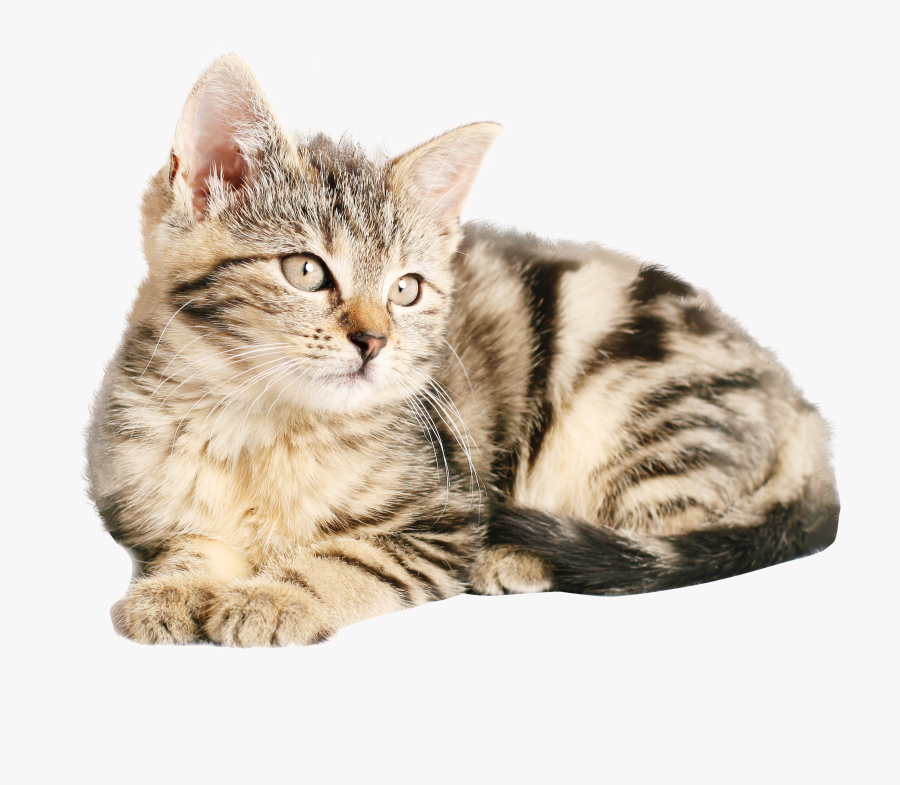 Cat Images Hd Png, Transparent Clipart