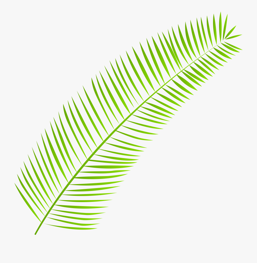 Palm Branch Palm-leaf Manuscript Clip Art, Transparent Clipart
