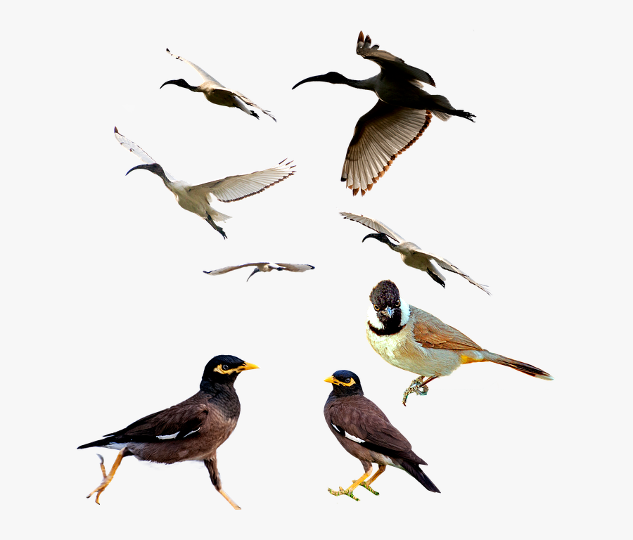 پرنده Png, Transparent Clipart