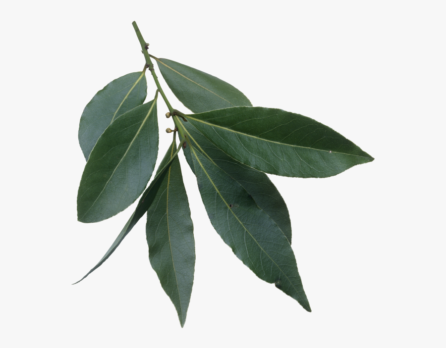 Laurel Evergreen Trees Leaves, Transparent Clipart