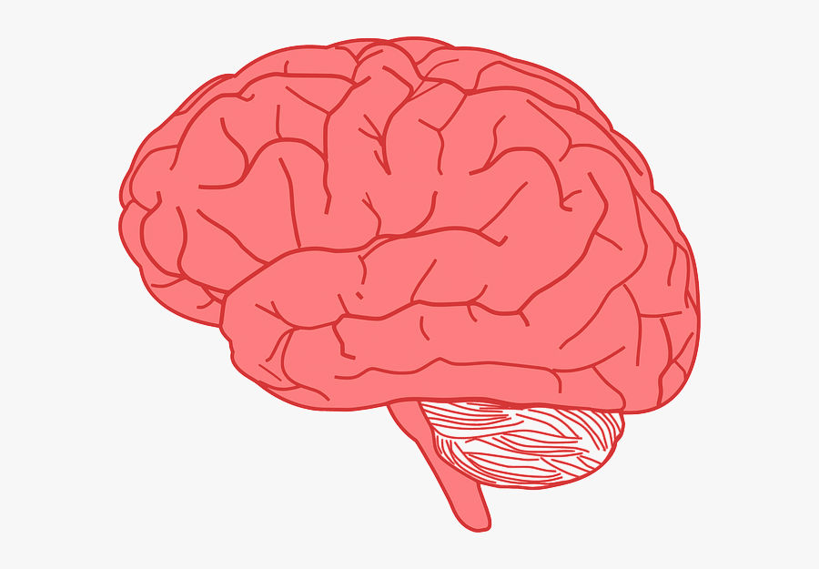 Brains Clipart, Transparent Clipart