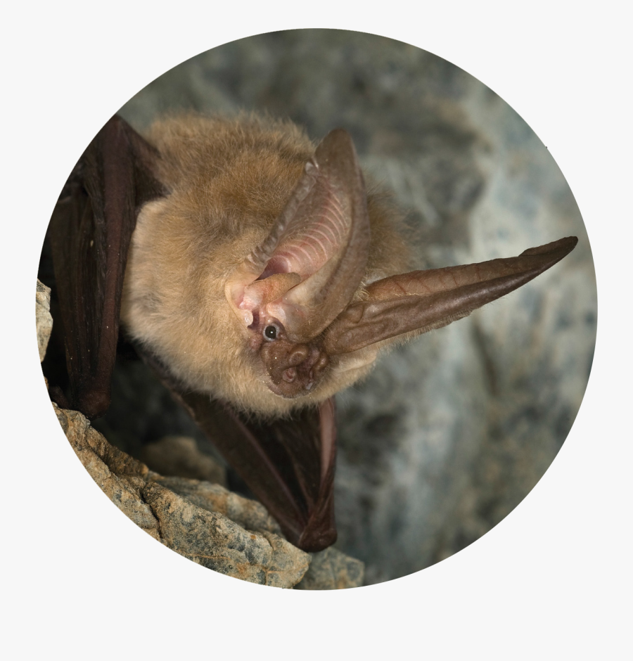 Photo Courtesy Of
fightwns - Big Brown Bat, Transparent Clipart