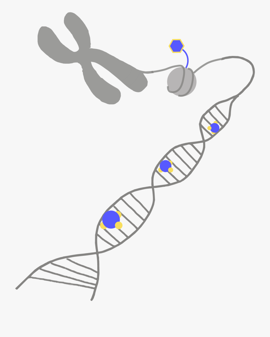 Transparent Gene Clipart - Epigenetics Clipart, Transparent Clipart