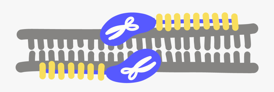 Image Of Transcription Activator-like Effector Nucleases - Graphic Design, Transparent Clipart