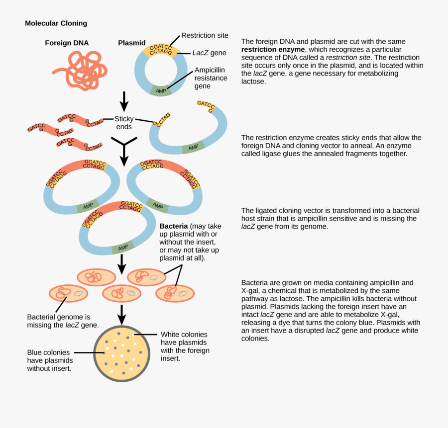 Recombinant Dna Biological Principles - Process Of Gene Cloning With Diagram, Transparent Clipart
