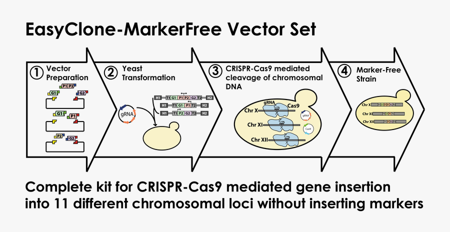 Transparent Yeast Clipart - Engineering Yeast, Transparent Clipart