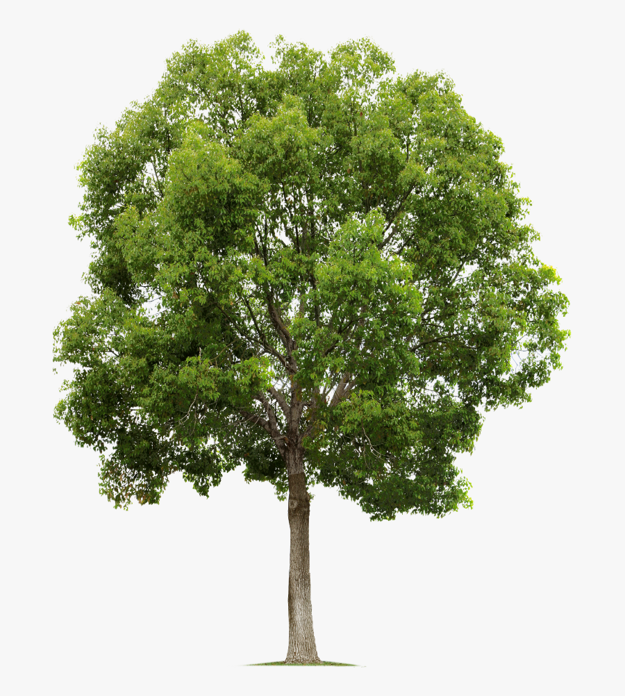 Caterpiller Tree Services Decorative Tree Right - Free Png Trees, Transparent Clipart