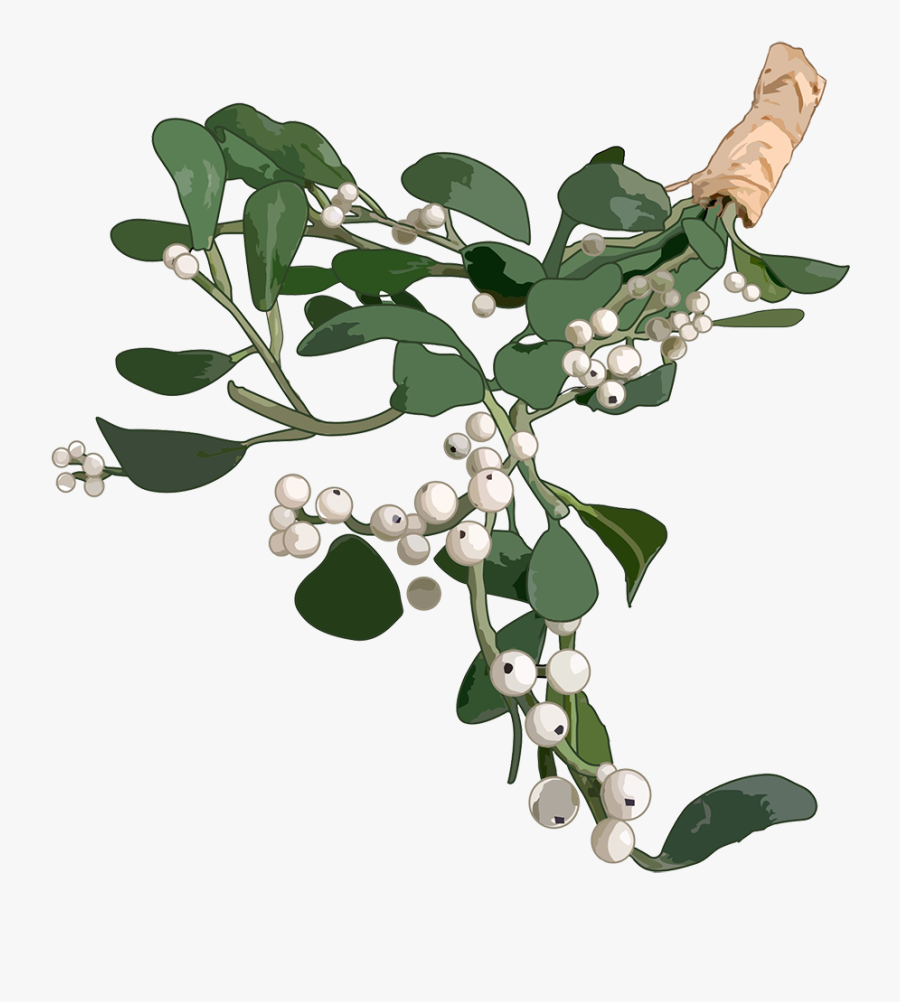 Mistletoe For Christmas Clipart - Mistletoe, Transparent Clipart