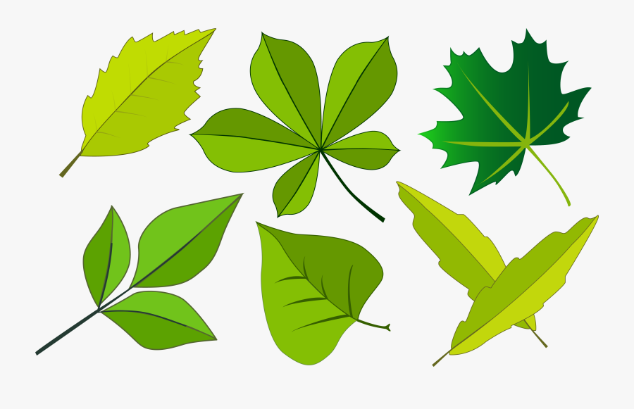Trees - Hojas De Diferentes Formas, Transparent Clipart