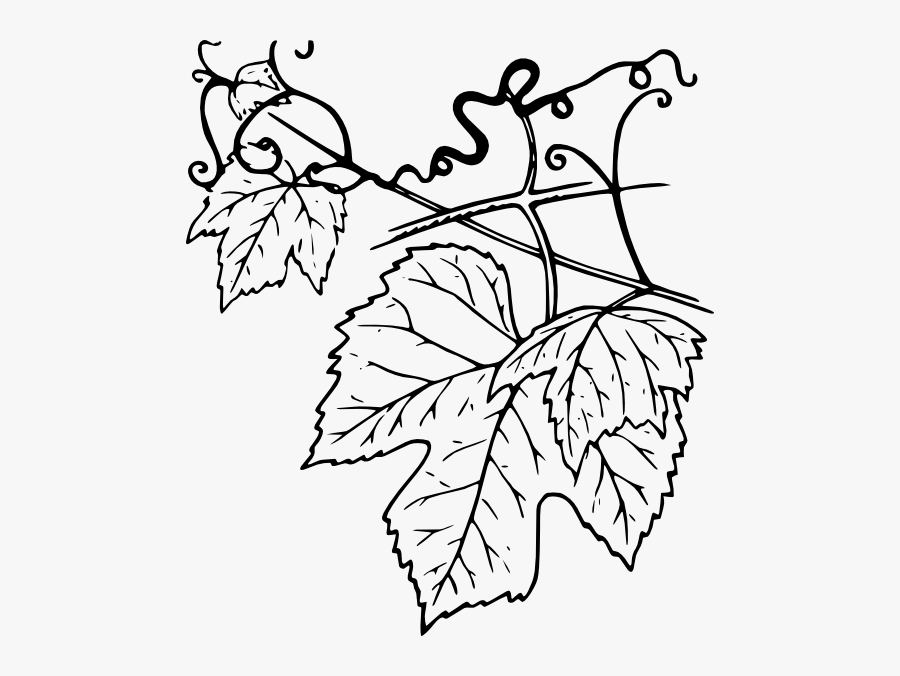 Plant Leaves Svg Clip Arts - Grapevine Leaves Clip Art, Transparent Clipart