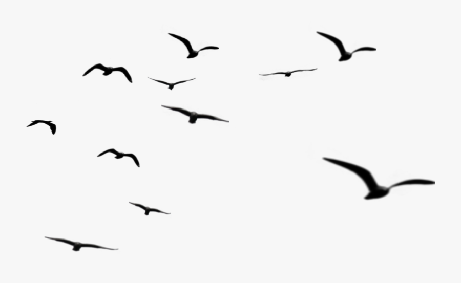 #bard - Bird Migration Clipart, Transparent Clipart