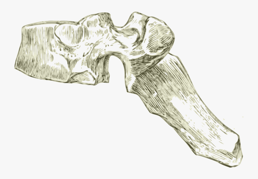 A Human Dorsal Or Thoracic Spine Or Vertebra - Vertebra Png, Transparent Clipart