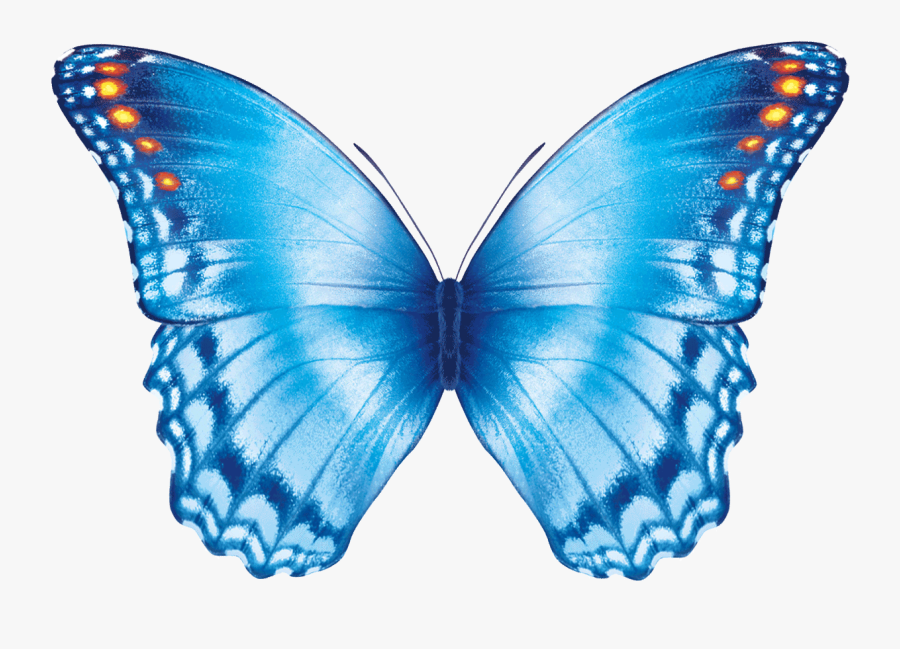 Butterfly Flying Gif - Gif, Transparent Clipart