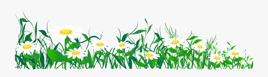 Common Daisy Clip Art - Transparent Daisies Clipart, Transparent Clipart