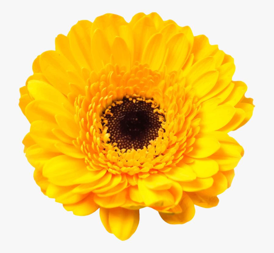 Flower,flowering Marigold,plant - Daisy Yellow Flower Png, Transparent Clipart
