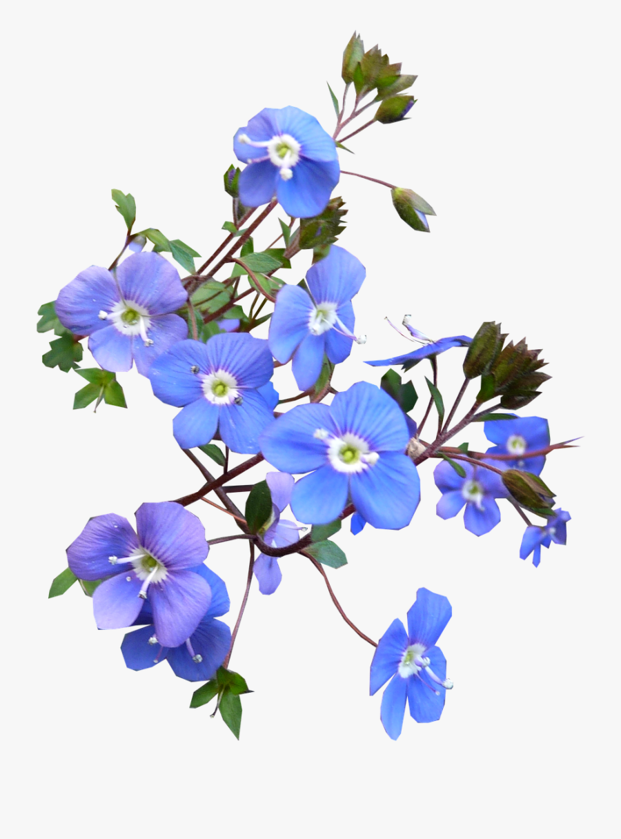 Blue Flower Blooming Free Photo - Real Transparent Blue Flower Png, Transparent Clipart
