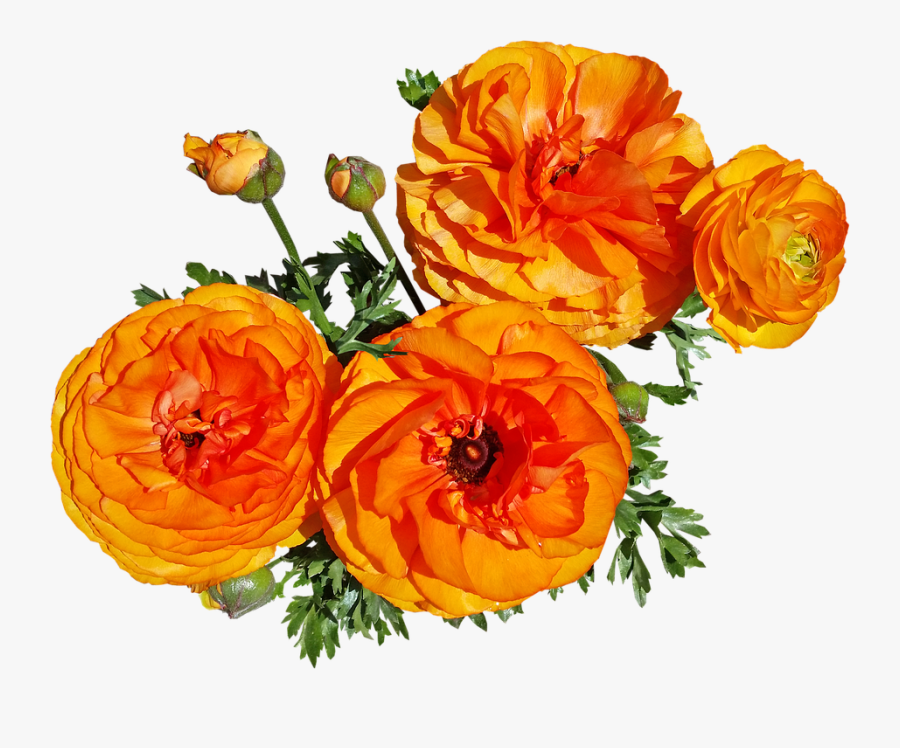 Flowers, Spring, Blooms, Garden Nature - Rose, Transparent Clipart