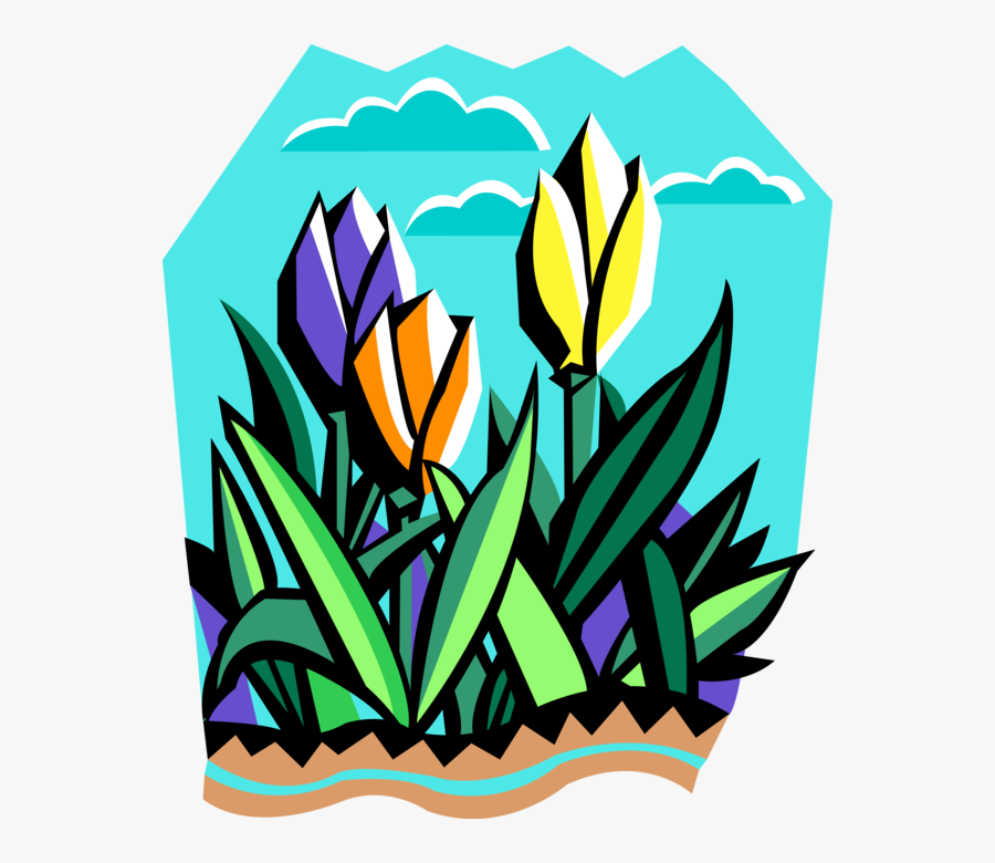 Vector Illustration Of Tulip Bulbous Plants Blooming, Transparent Clipart