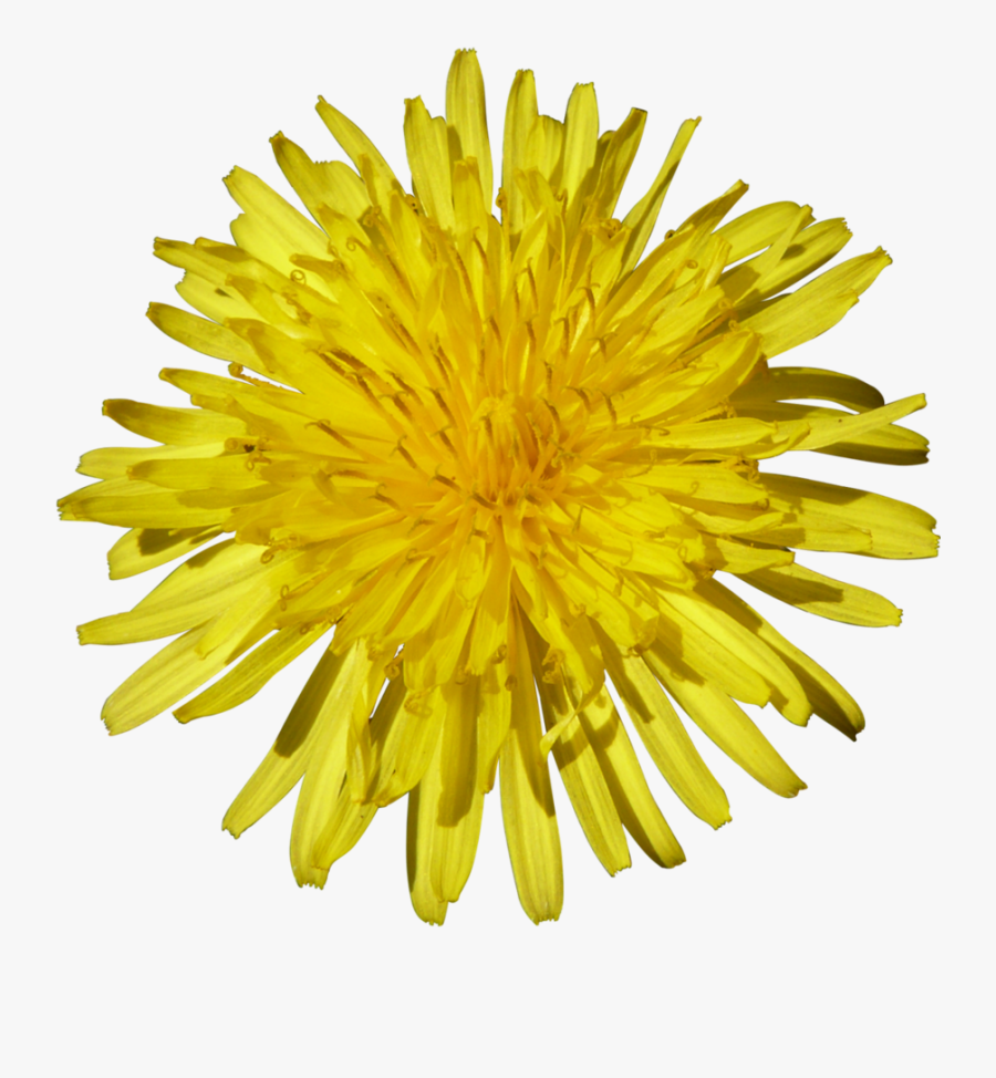 Hd Yellow Dandelion Png - Yellow Dandelion Png, Transparent Clipart