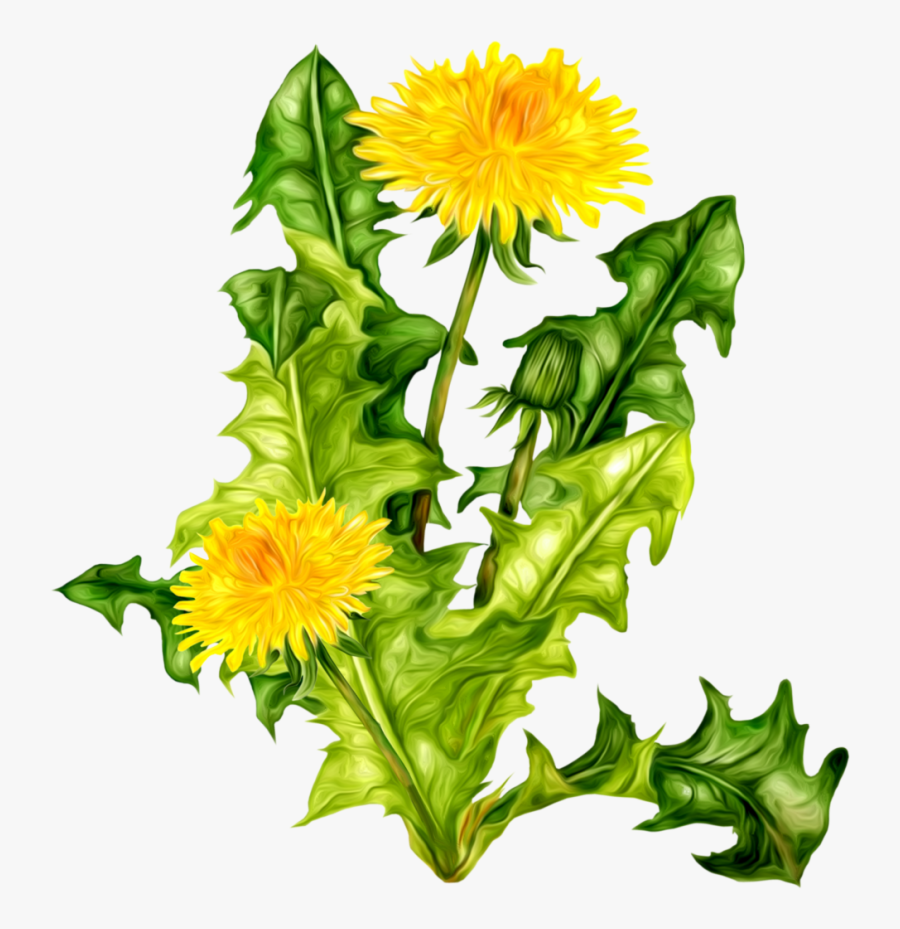 Dandelion Png Image - Одуванчик На Прозрачном Фоне, Transparent Clipart