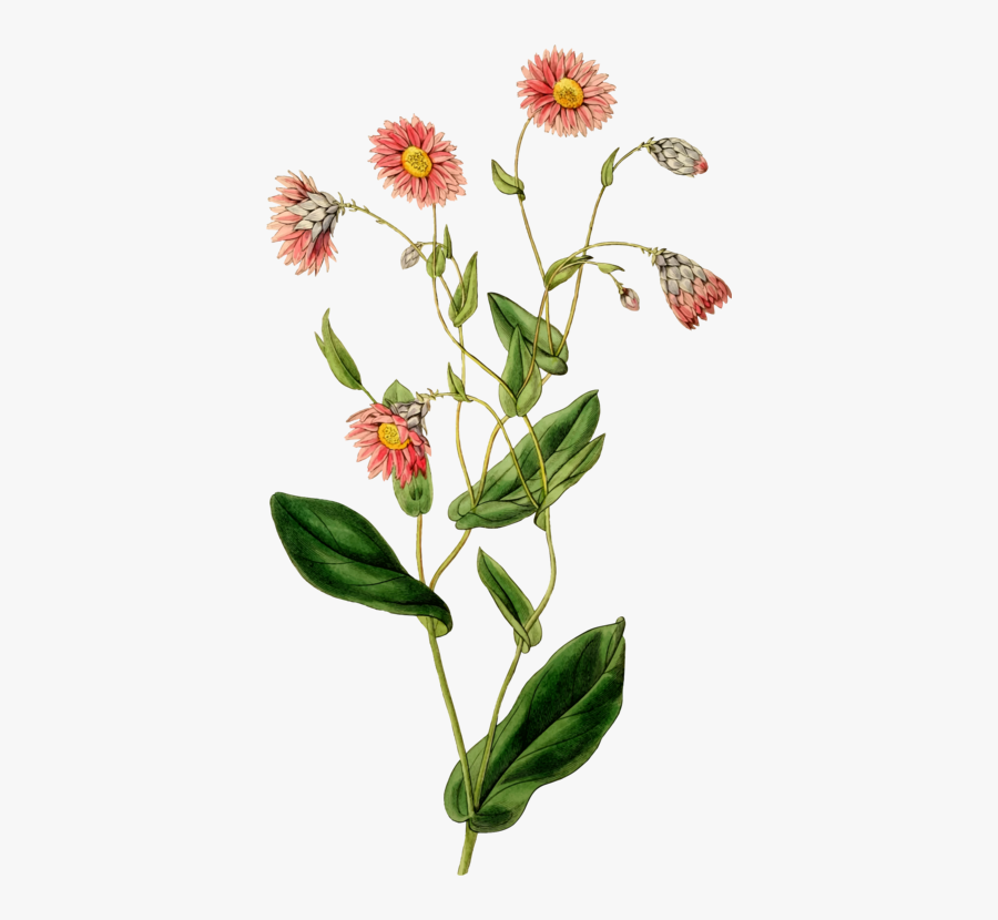 Native Australian Daisy Illustration, Transparent Clipart