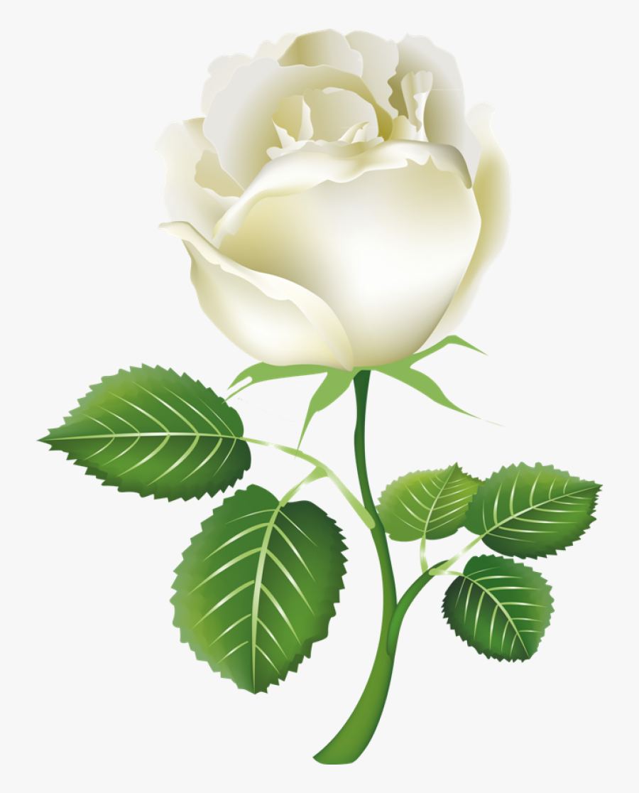 White Roses Png Image - White Roses Cartoon, Transparent Clipart