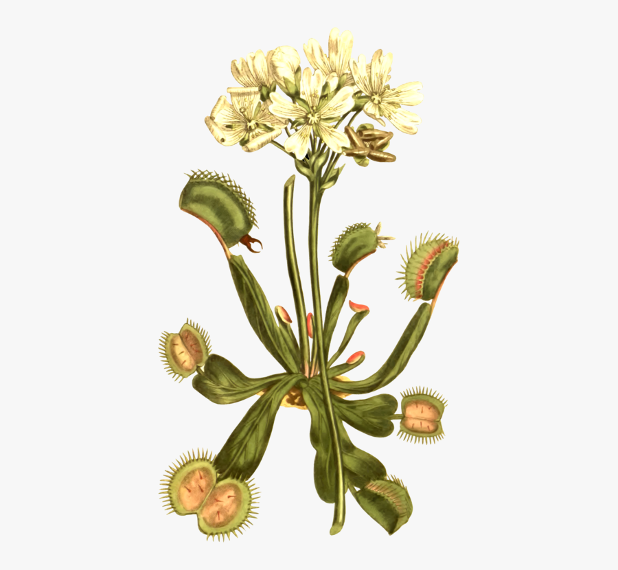 Venus Fly Trap Illustration, Transparent Clipart