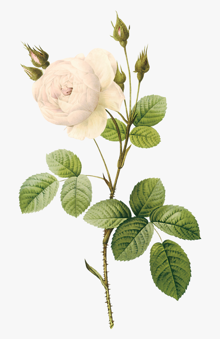 White Roses Png Image Vintage White Flowers Png Free Transparent Clipart Clipartkey