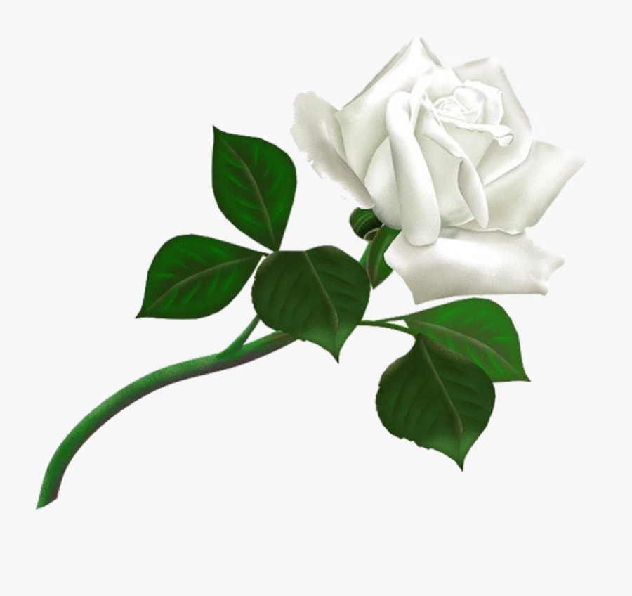 White Roses Png Image - Transparent Background White Rose Clipart, Transparent Clipart