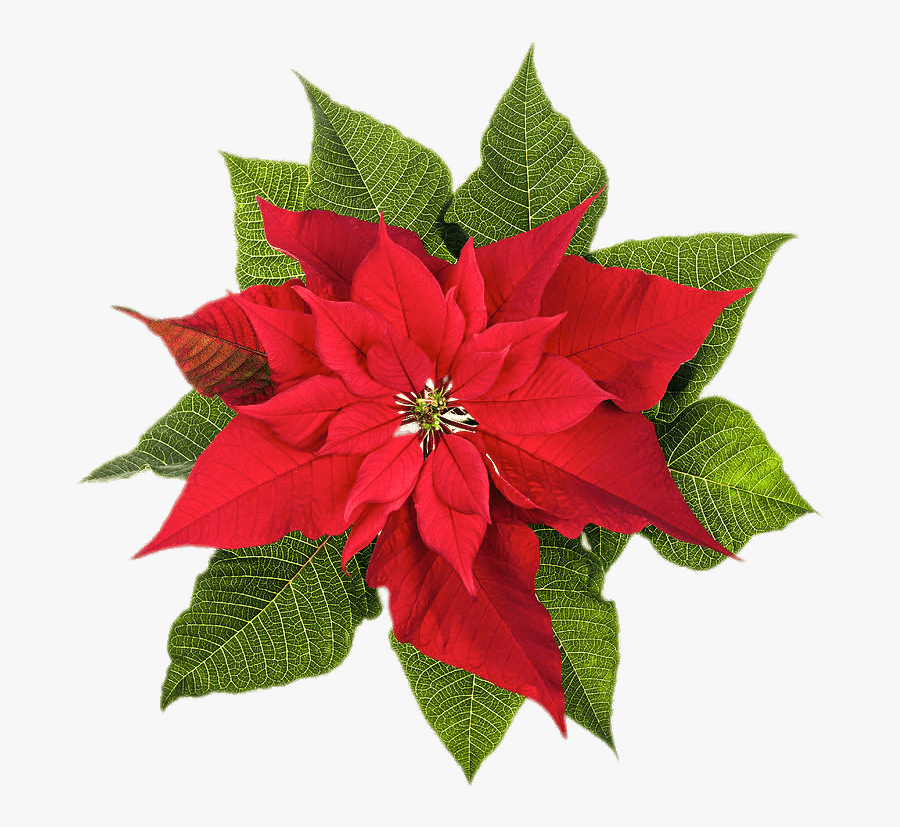 Poinsettia Christmas Plants Stock Photography Flower - Poinsettia December Birth Flower, Transparent Clipart