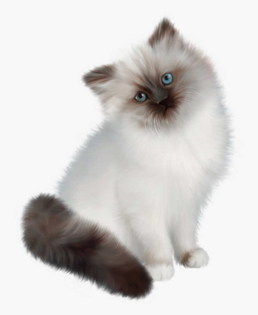Himalayan Siamese Persian Cat, Transparent Clipart