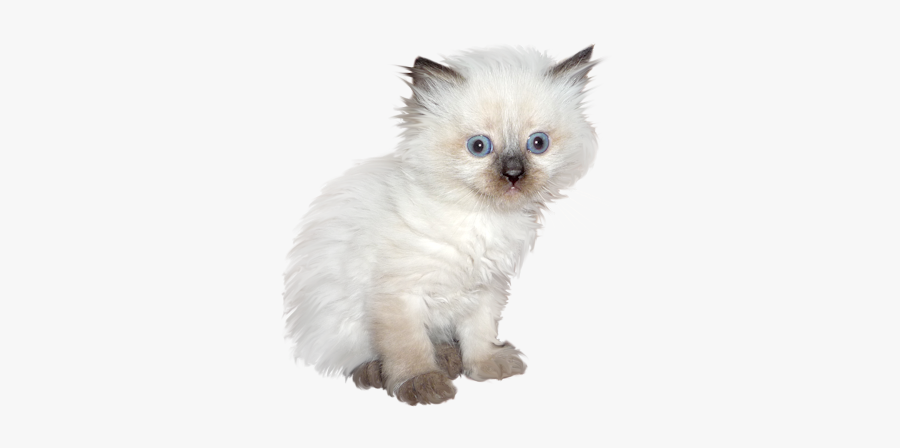 Great Dane Kitten Ragdoll Birman Minuet Cat - Kitten, Transparent Clipart