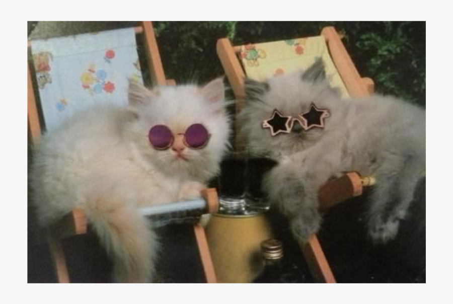 True Power - Kittens Wearing Sunglasses, Transparent Clipart