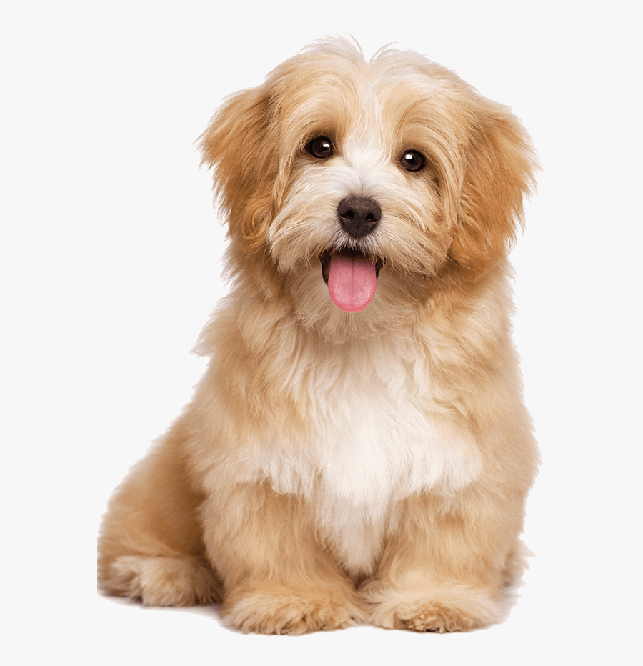 Buster And Whiskers Pet Care Services Astoria - Havanese Puppy, Transparent Clipart