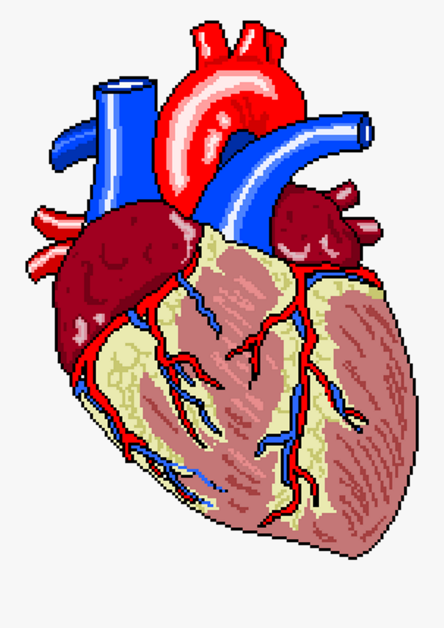 Transparent Sinus Rhythm Clipart - Human Heart Hd Png, Transparent Clipart