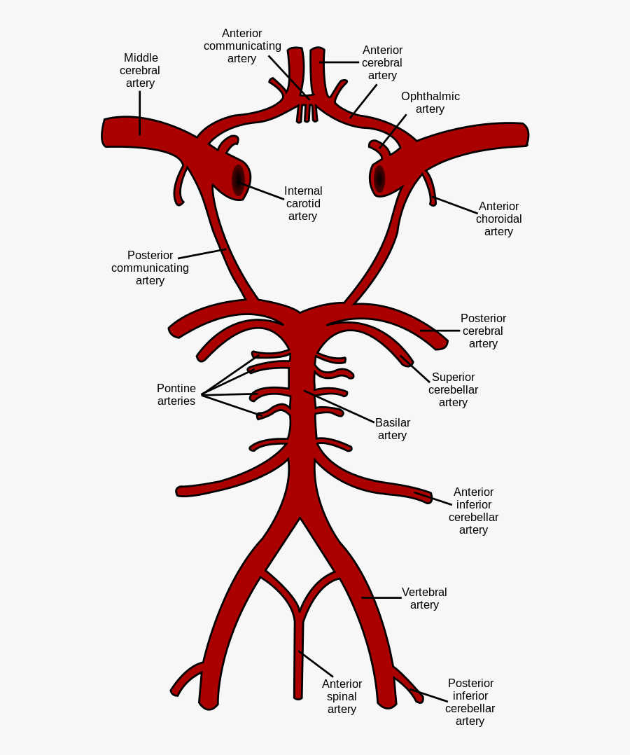 Circle Of Willis En - Circle Of Willis, Transparent Clipart
