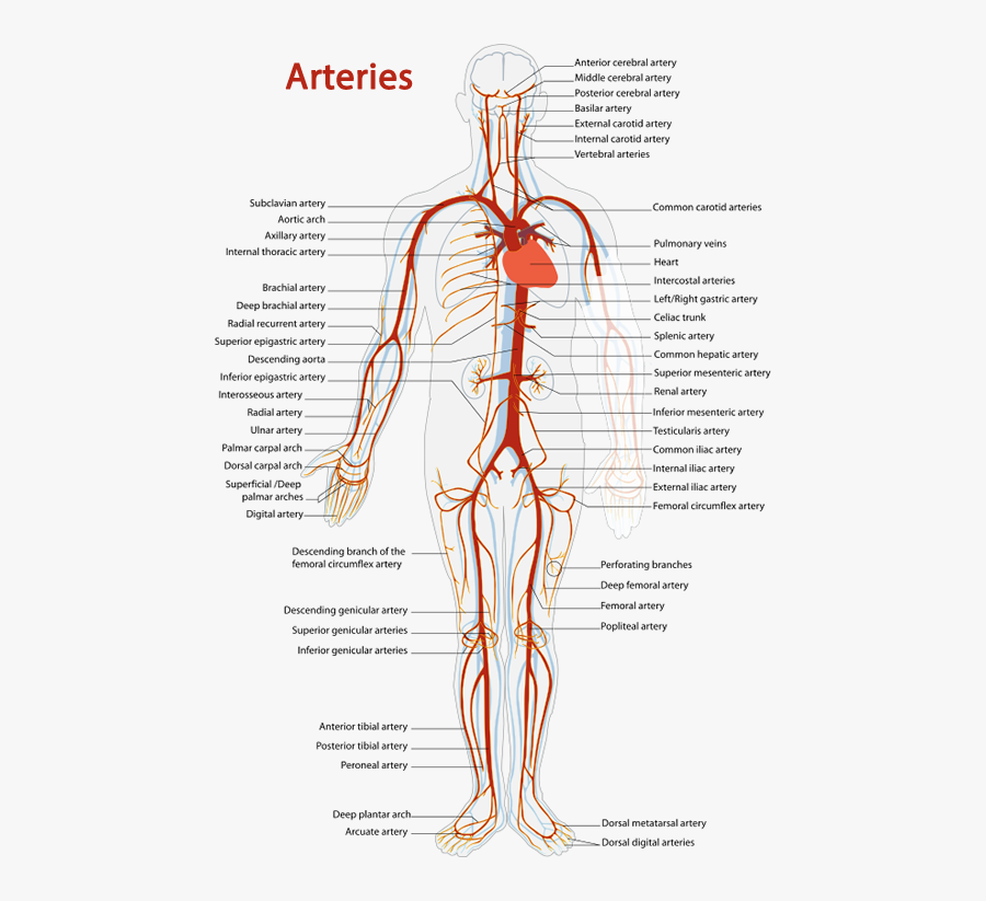 Arteries, Transparent Clipart