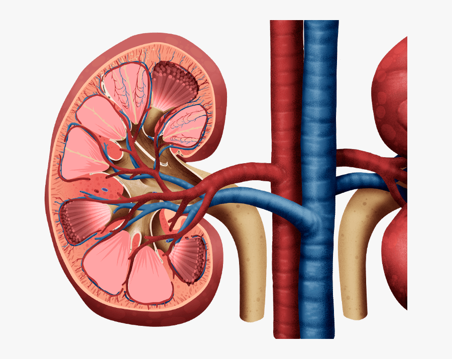 Pool Of Blood Png - Kidney Png, Transparent Clipart