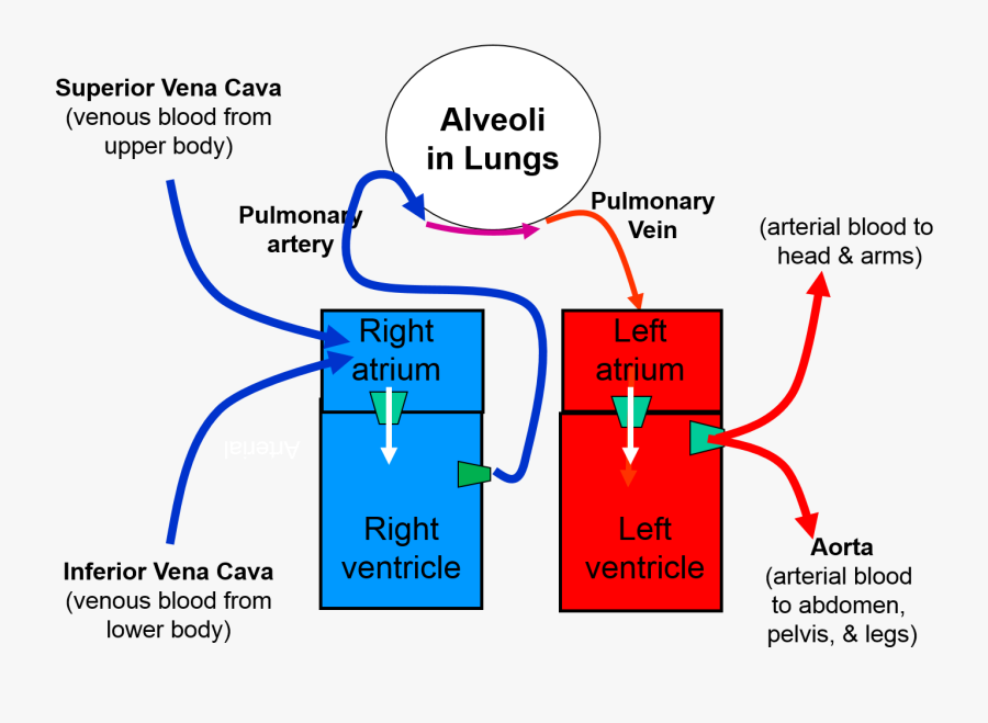 Transparent Heart Diagram Clipart - Hots Question About Respiration, Transparent Clipart