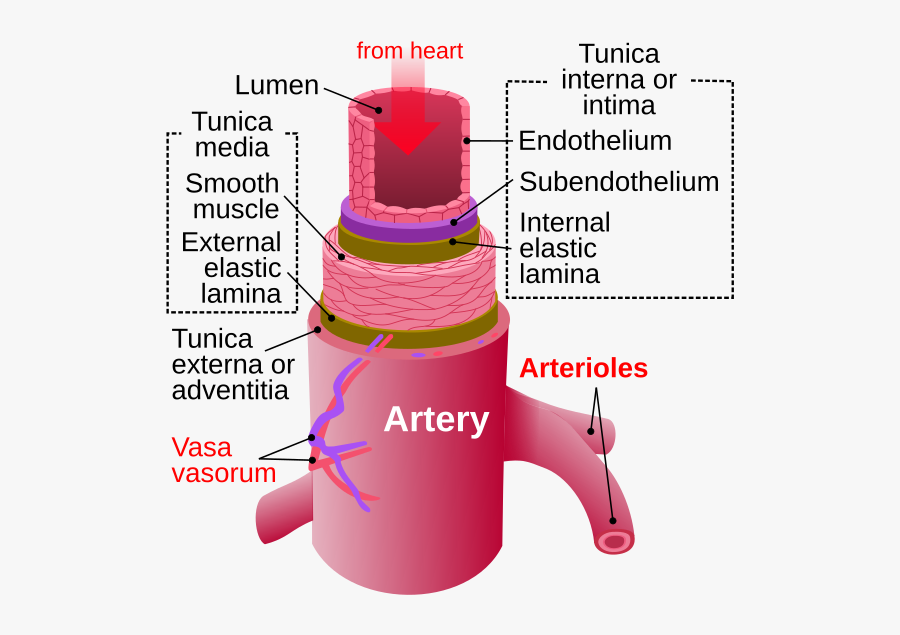 Anatomy Of Artery, Transparent Clipart