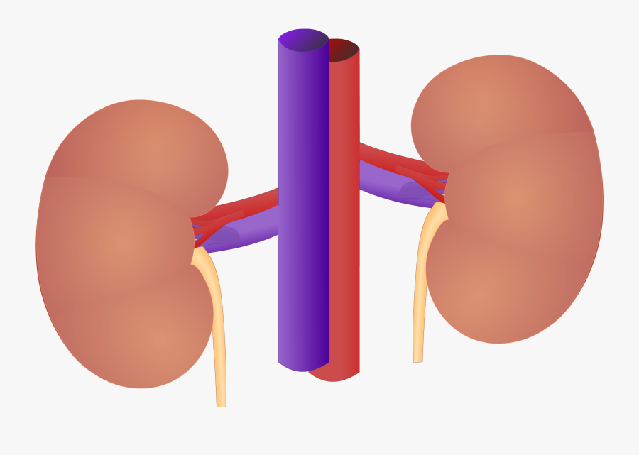 High And Low Partial Pressure In A Diagram - Internal Kidneys Anatomy, Transparent Clipart