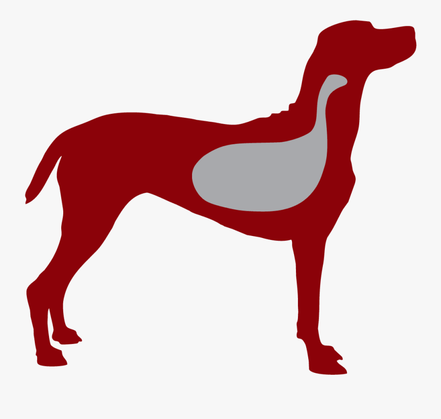 Dogs Measurements Free, Transparent Clipart