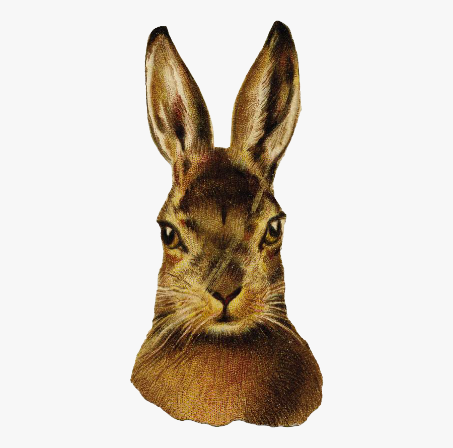 Brown Hare, Transparent Clipart