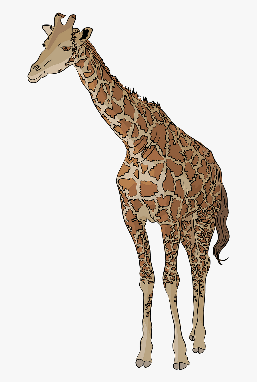 Fact Box About A Animal, Transparent Clipart