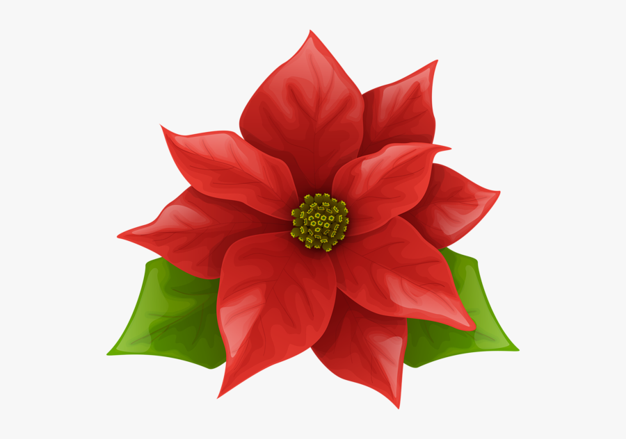 Picture - Transparent Background Poinsettia Png, Transparent Clipart
