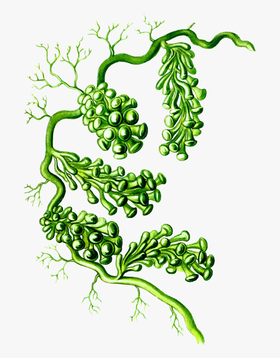 Alga Algae Marine Free Photo - Caulerpa Png, Transparent Clipart