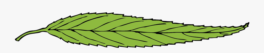 Green Leaf Fallen Leaf Free Photo - Single Green Leaf Clipart Transparent, Transparent Clipart