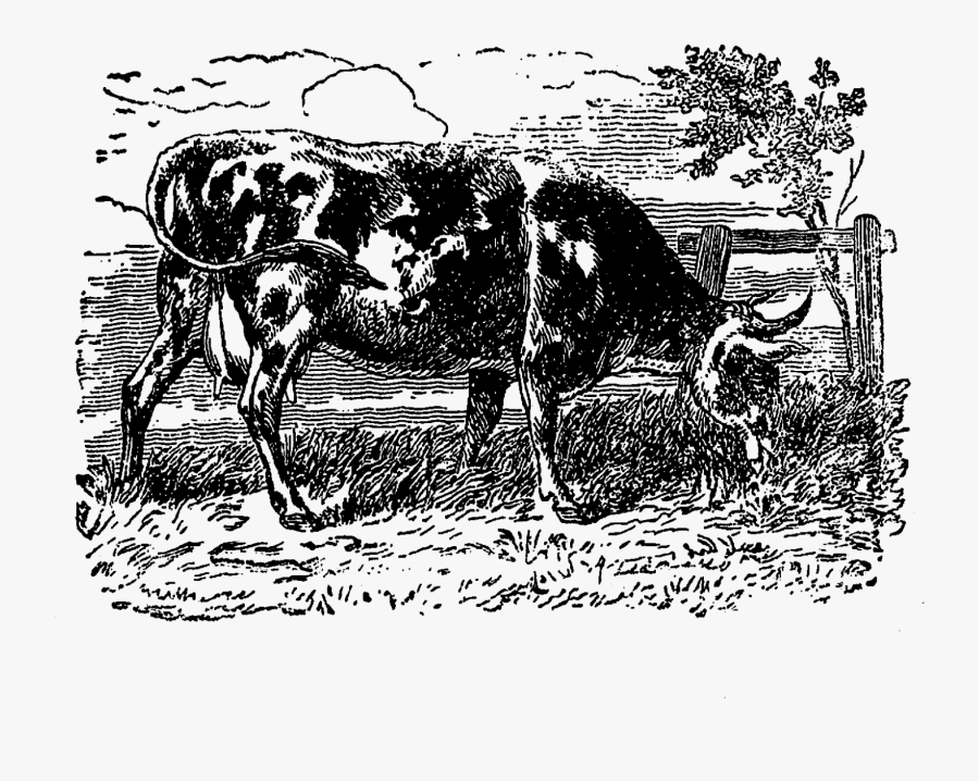 Dairy Cattle, Transparent Clipart